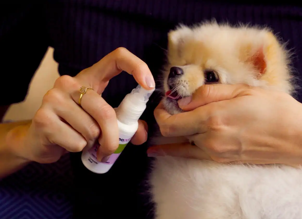 Cuidado de verdade pro seu pet